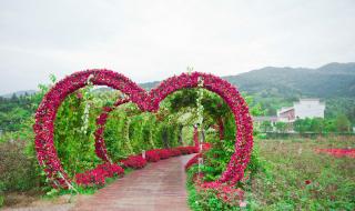 双流薰衣草基地 双流薰衣草基地